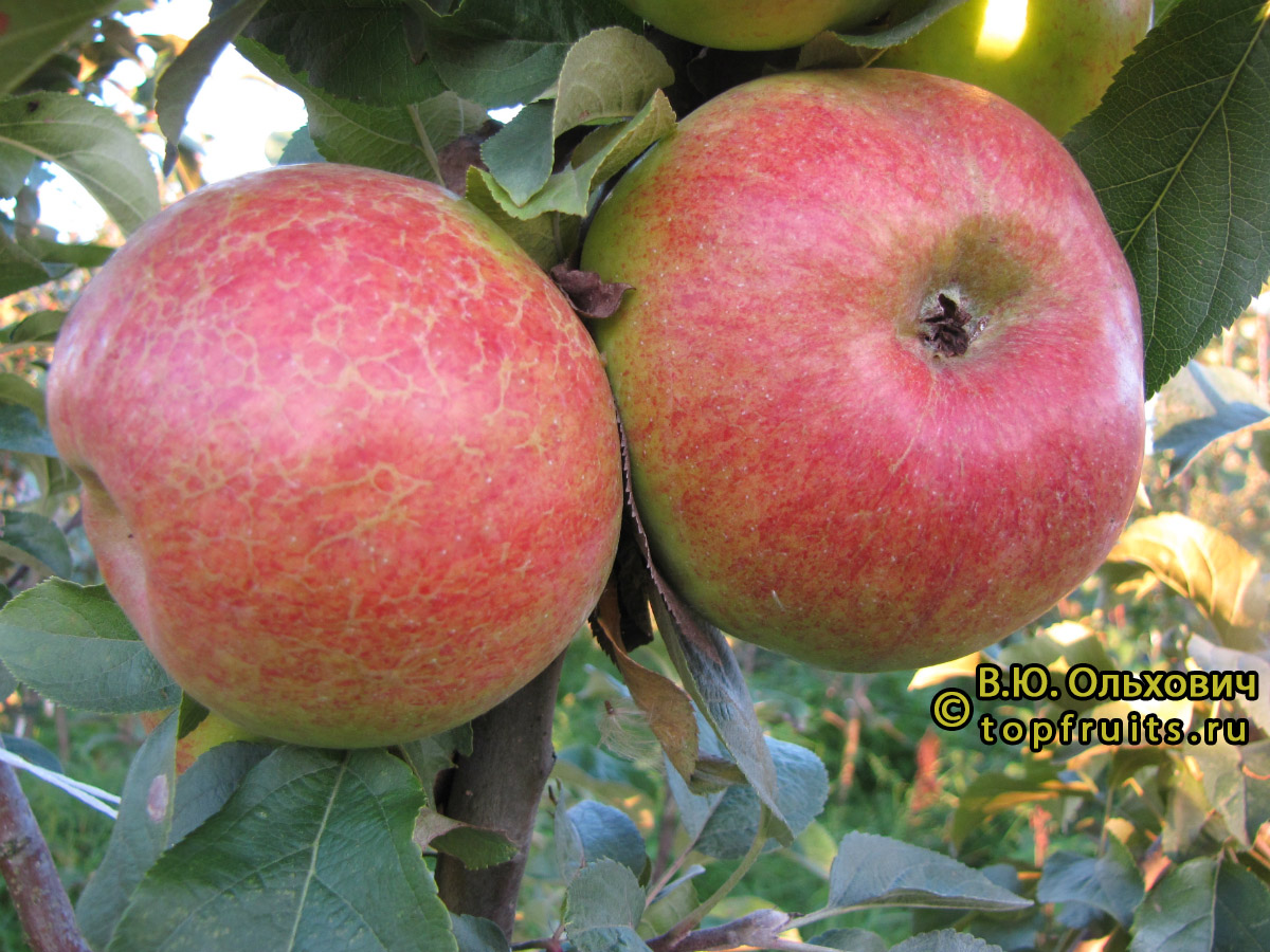 Яблоня Краснокутское сладкое - описание сорта и фото яблок